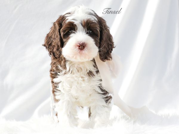 Puppy Application - Kings Lane Labradoodles